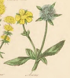 Avens