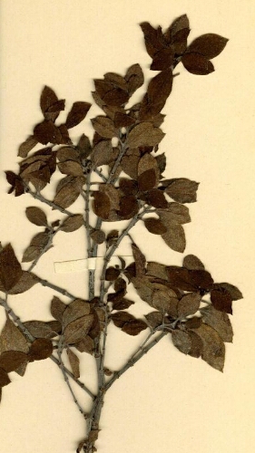 植物标本2